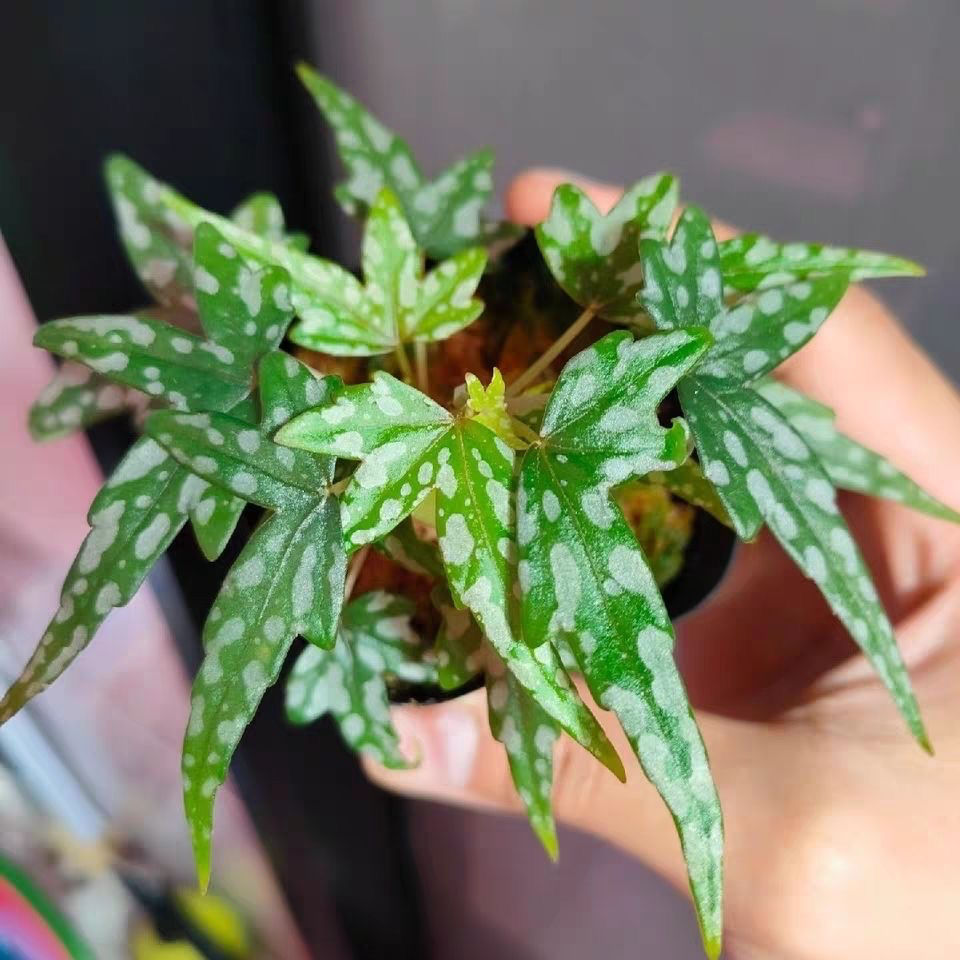 angel begonia​