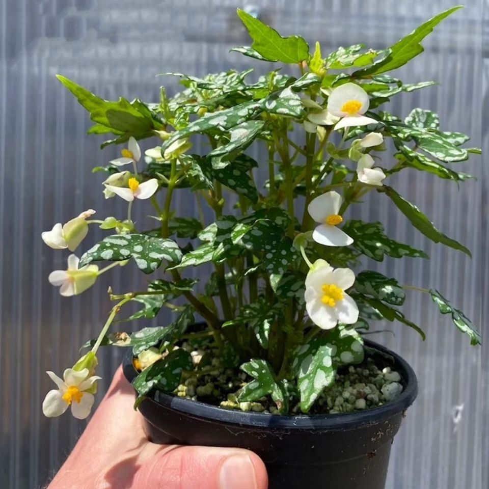 angel begonia​