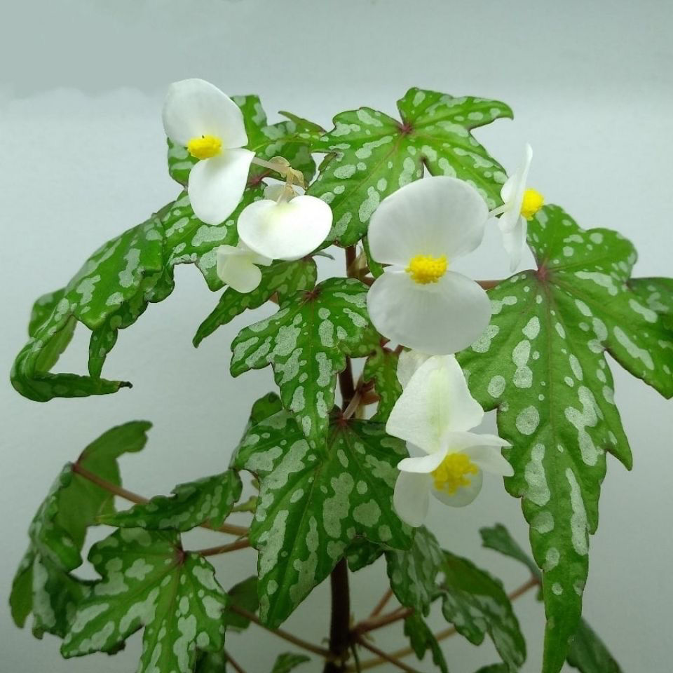 angel begonia​