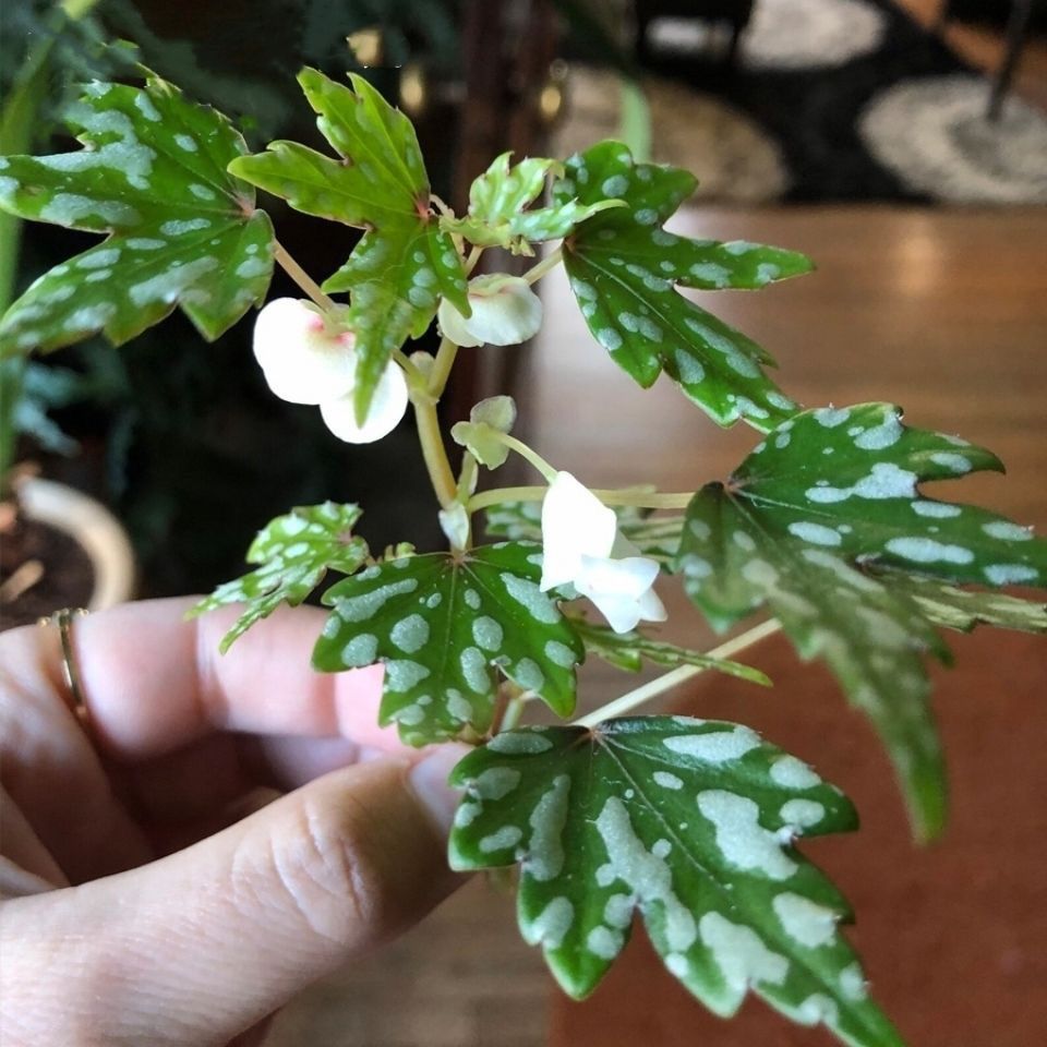 angel begonia​