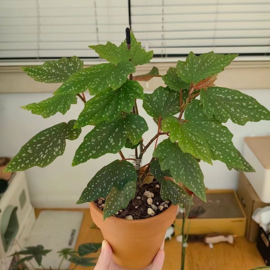 angel wing begonia