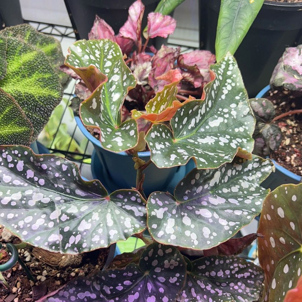 angel wing begonia