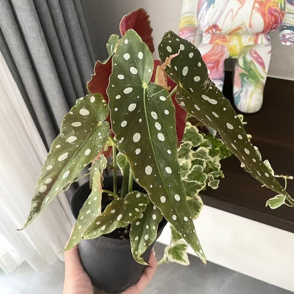 angel wing begonia