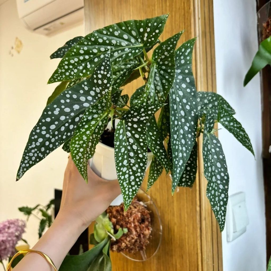 angel wing begonia