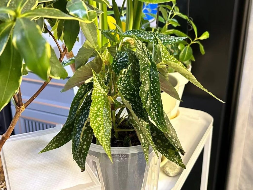 angel wing begonia