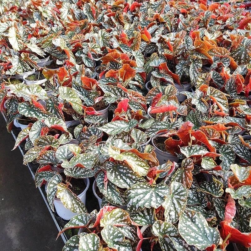 angel wing begonia