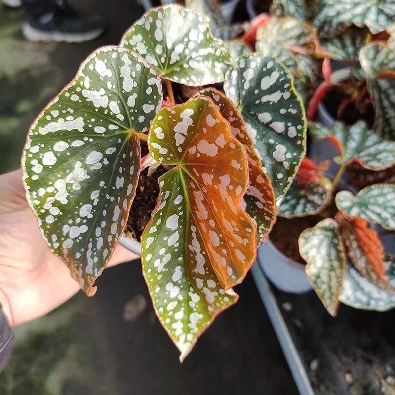 angel wing begonia