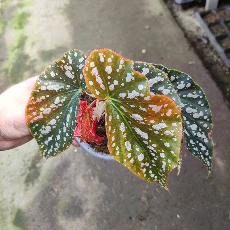 angel wing begonia