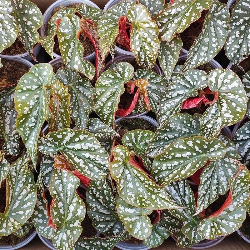 angel wing begonia
