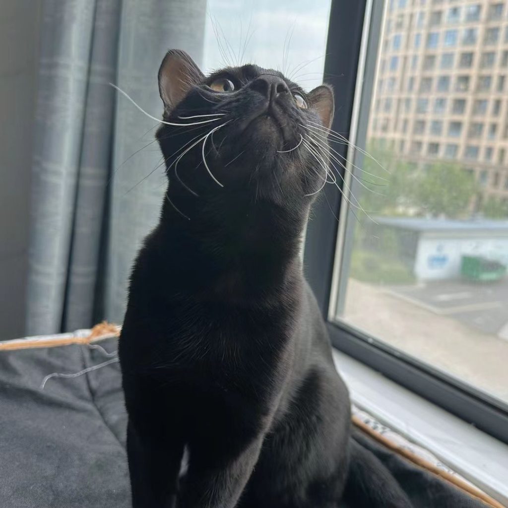 black bengal cat​