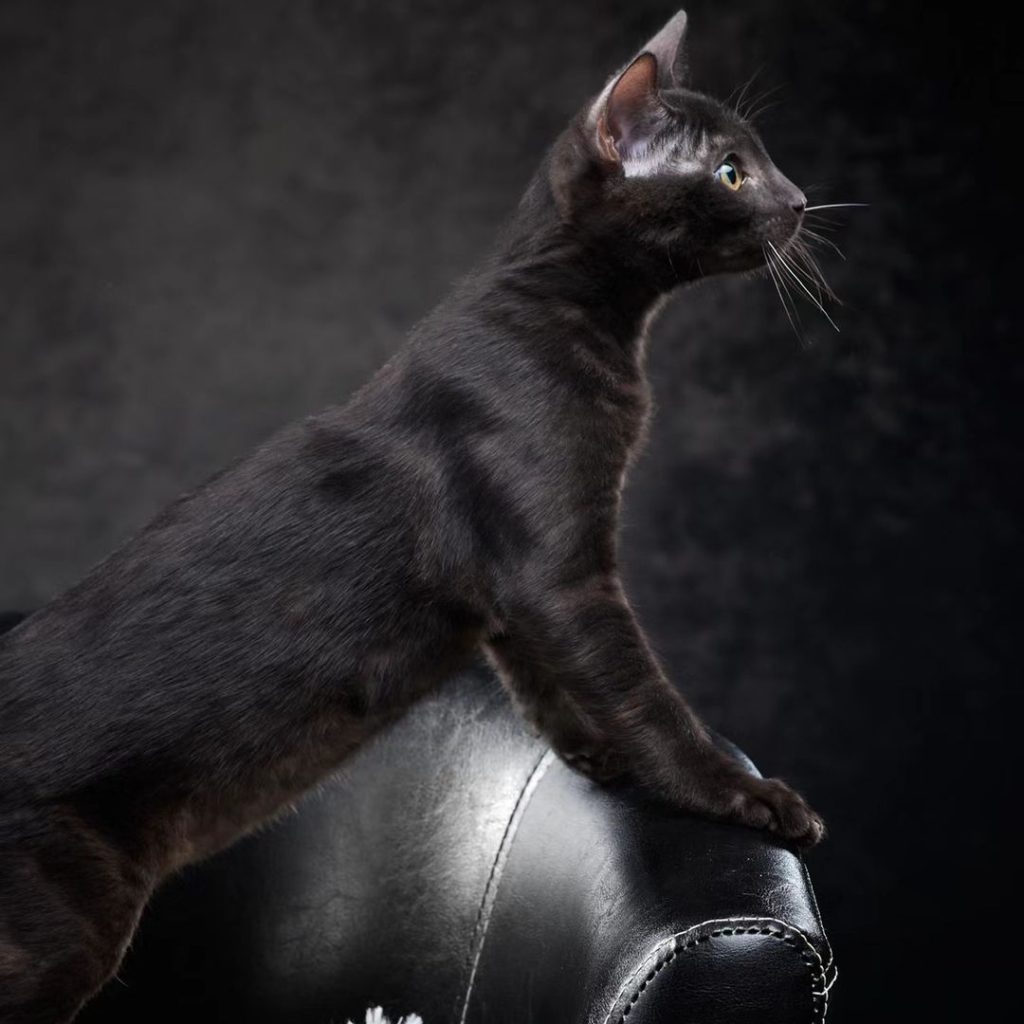black bengal cat​