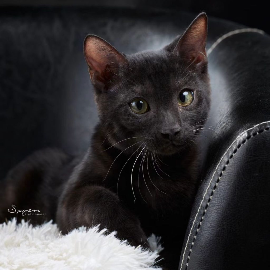black bengal cat​