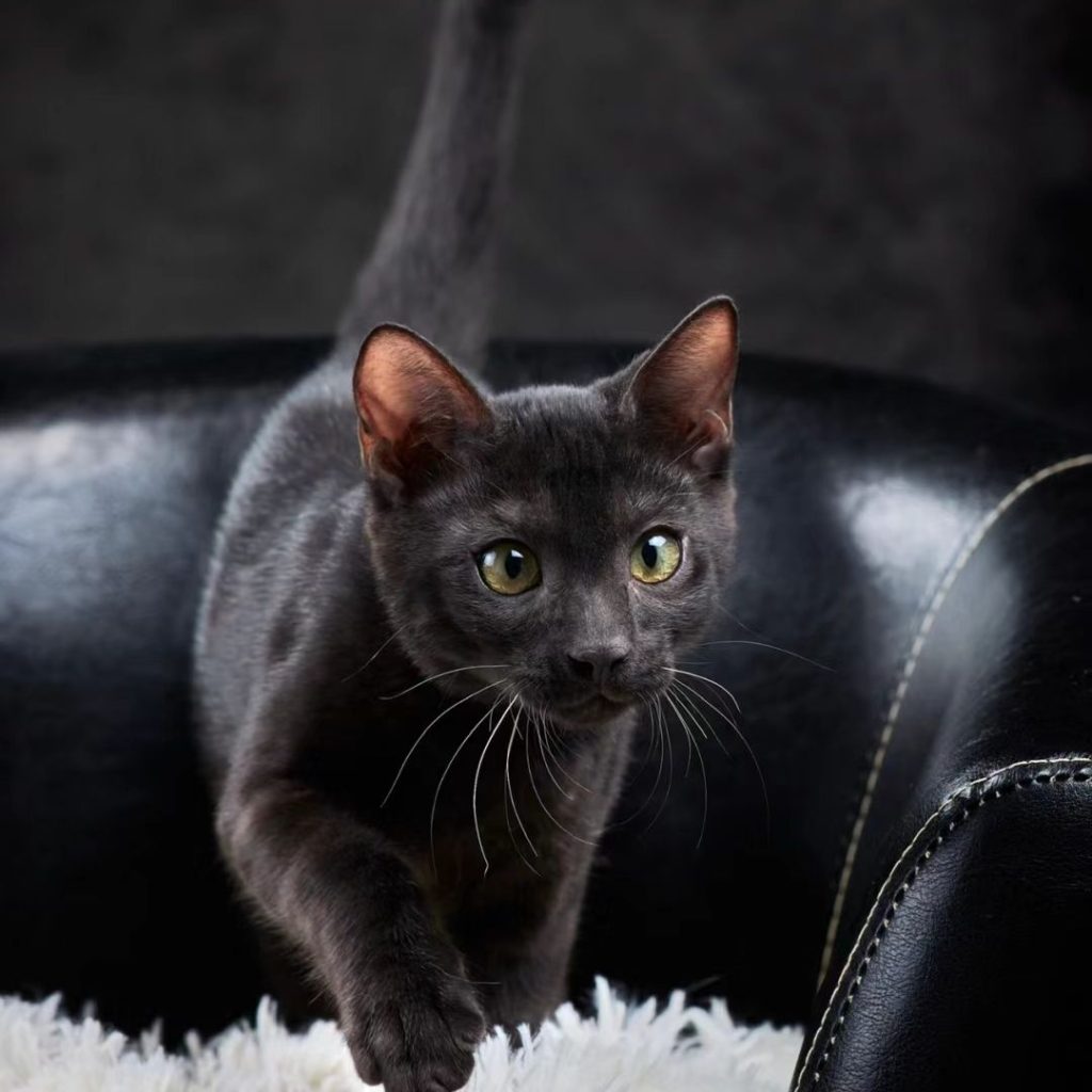 black bengal cat​