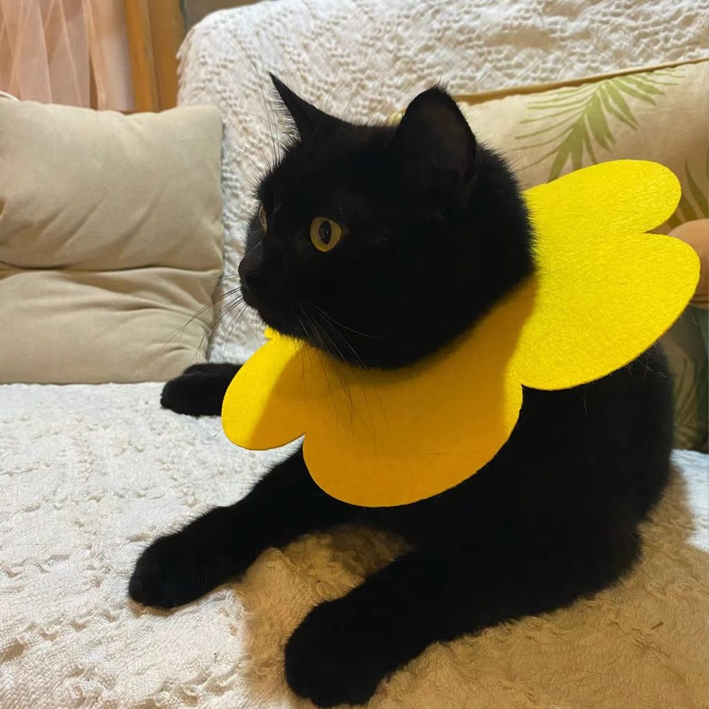 black bengal cat​