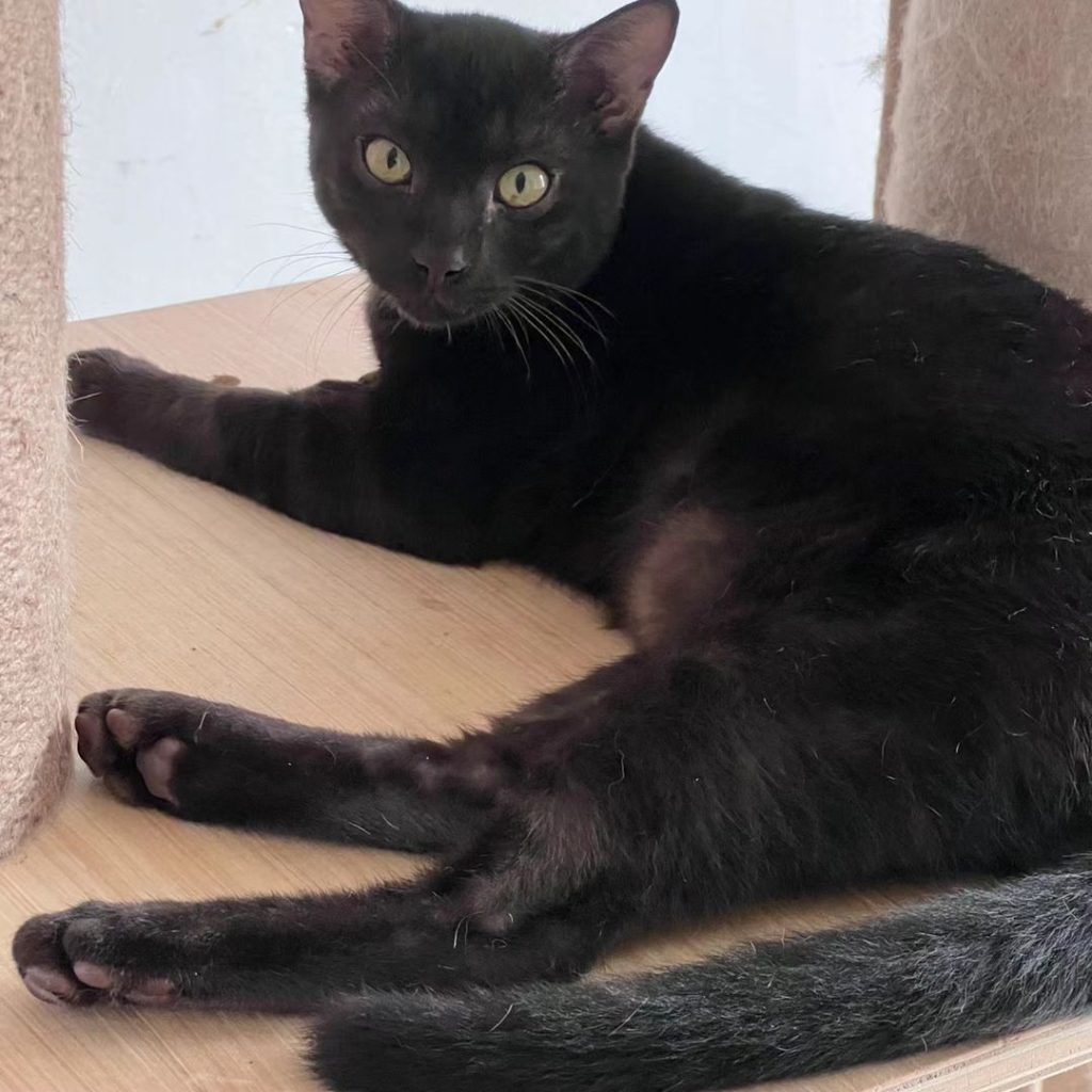black bengal cat​