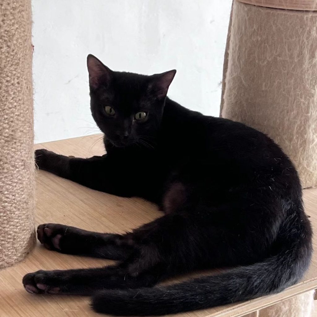 black bengal cat​