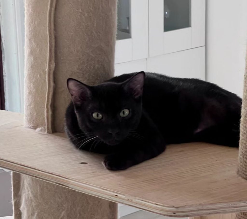 black bengal cat​
