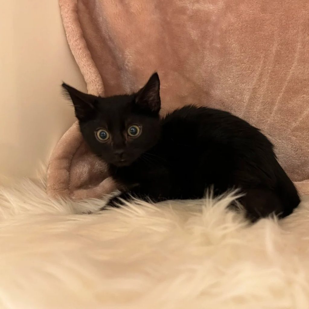 black bengal cat​