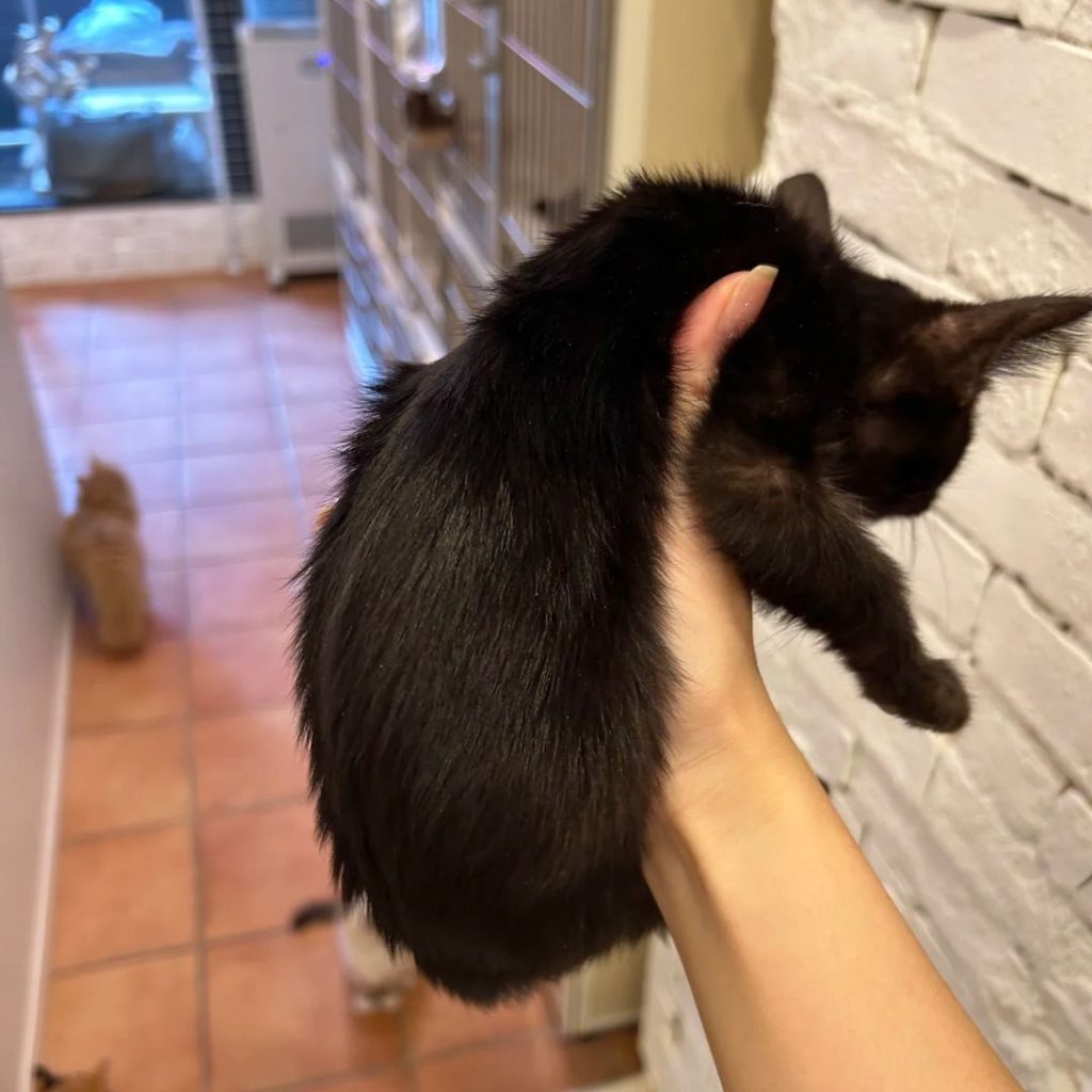 black bengal cat​