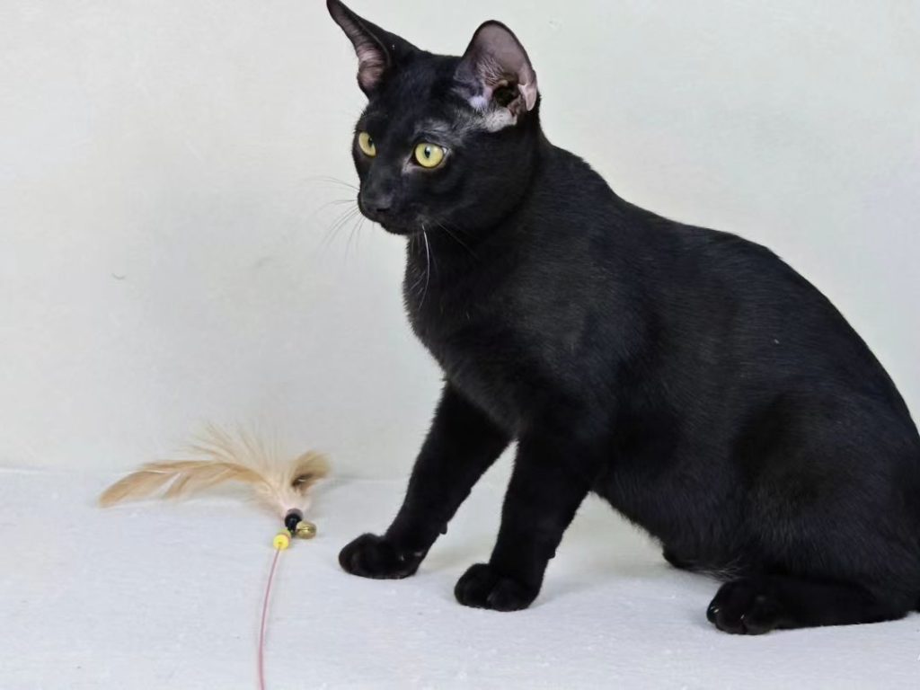 black bengal cat​