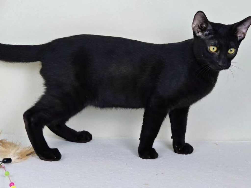 black bengal cat​