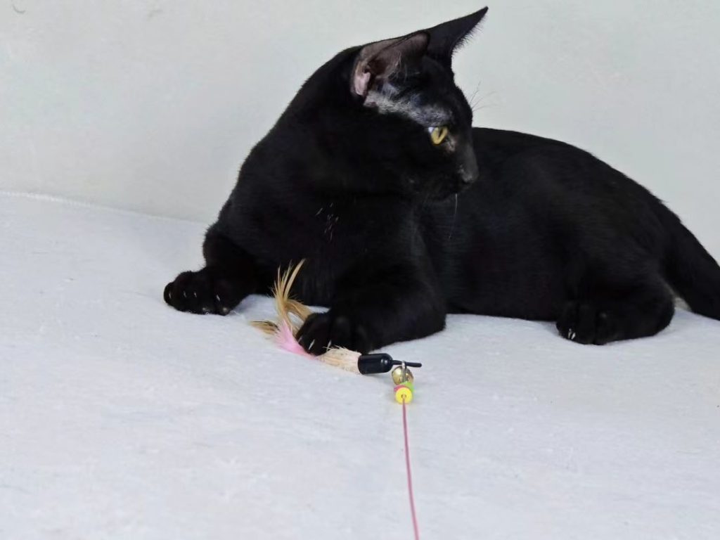 black bengal cat​