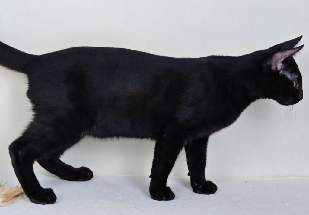 black bengal cat​