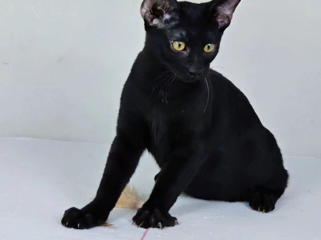 black bengal cat​