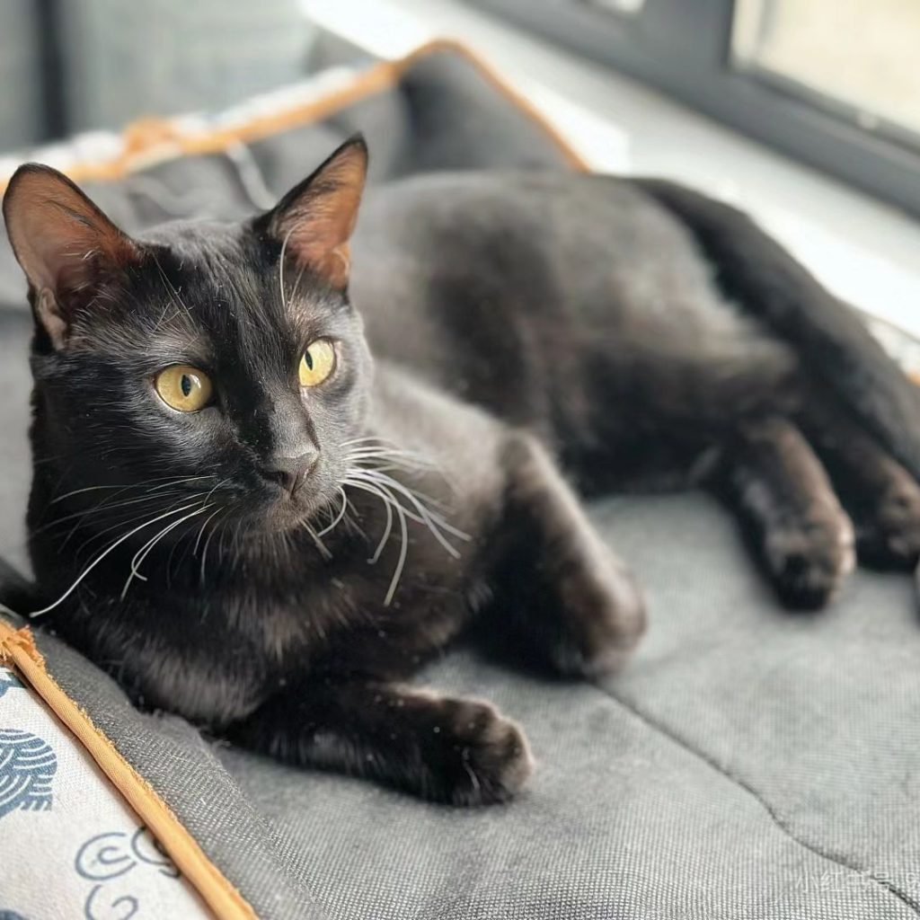 black bengal cat​