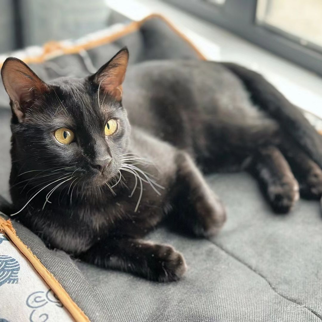 black bengal cat​
