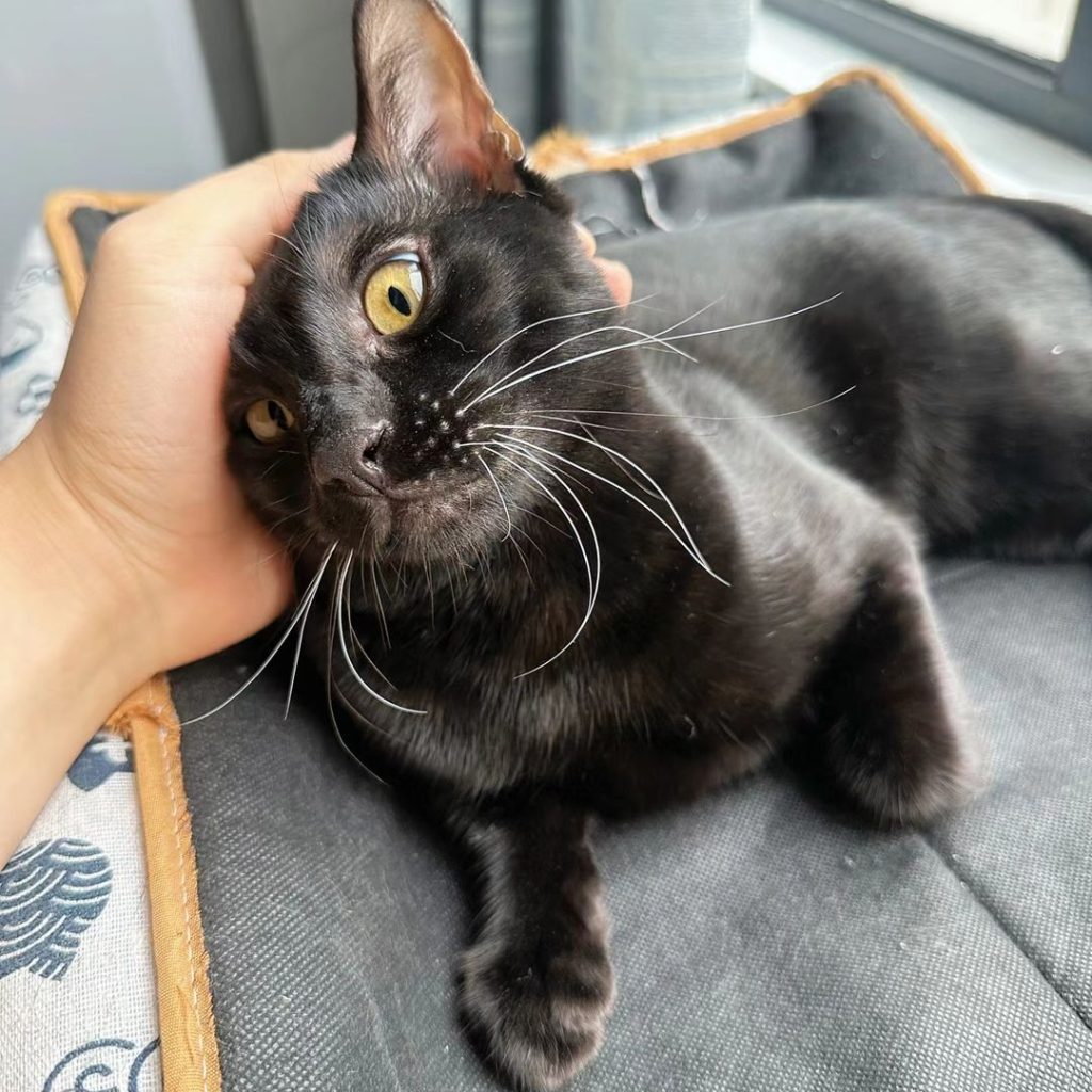 black bengal cat​