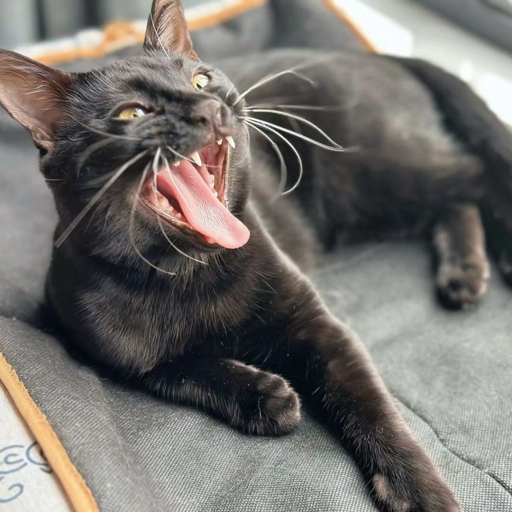 black bengal cat​