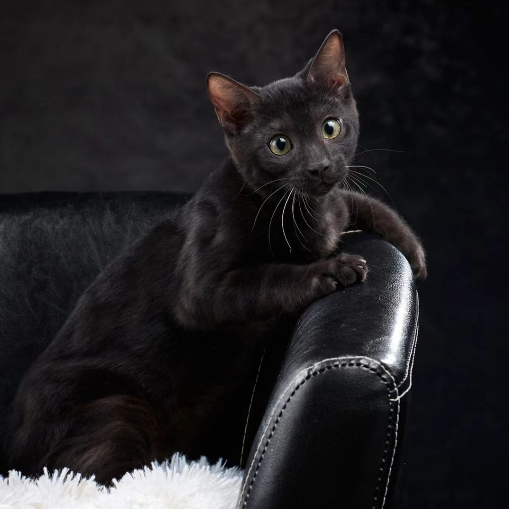 black bengal cat​