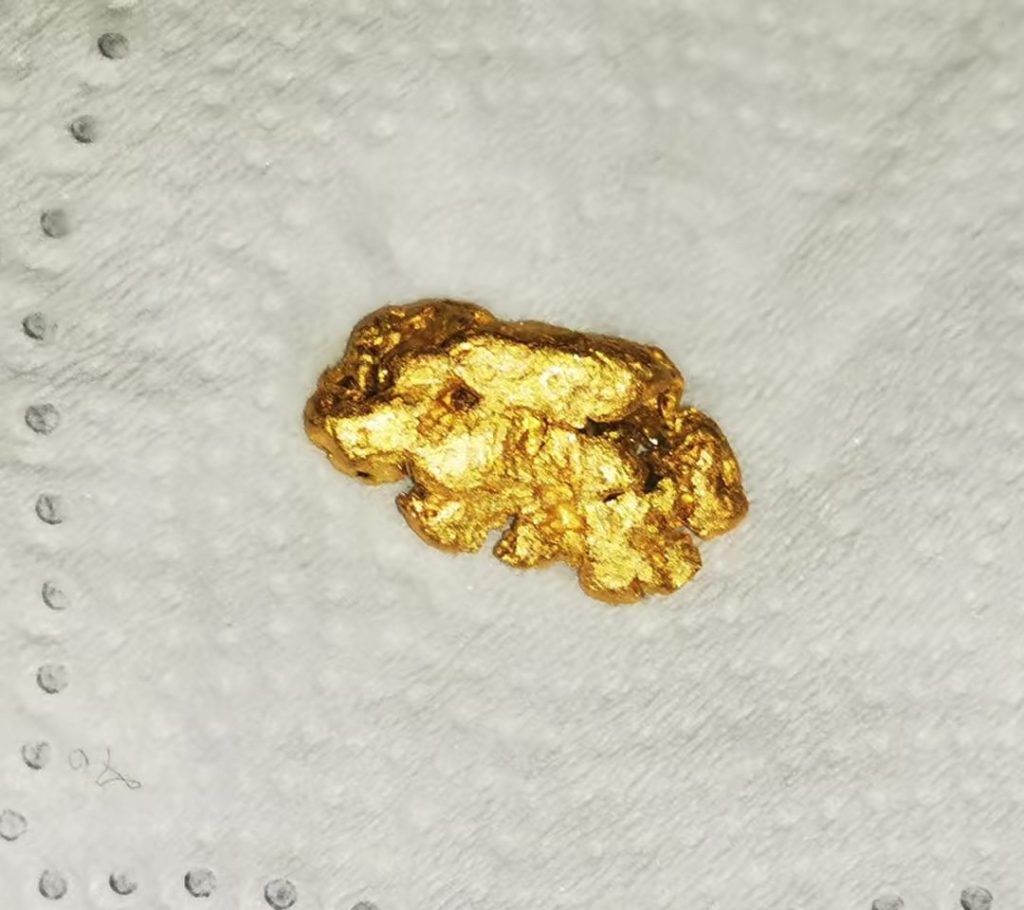 gold nugget earrings