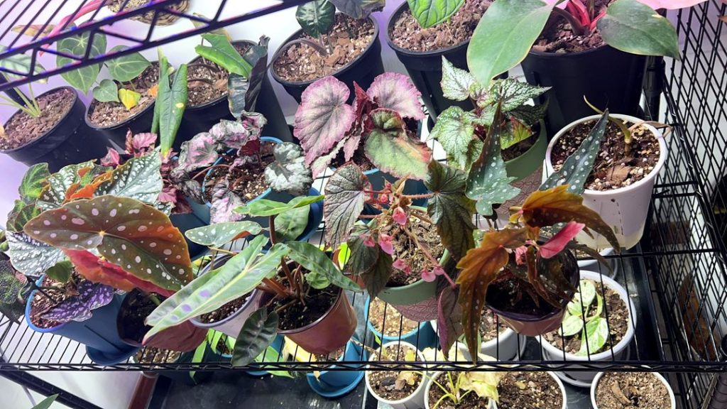 pink begonia​