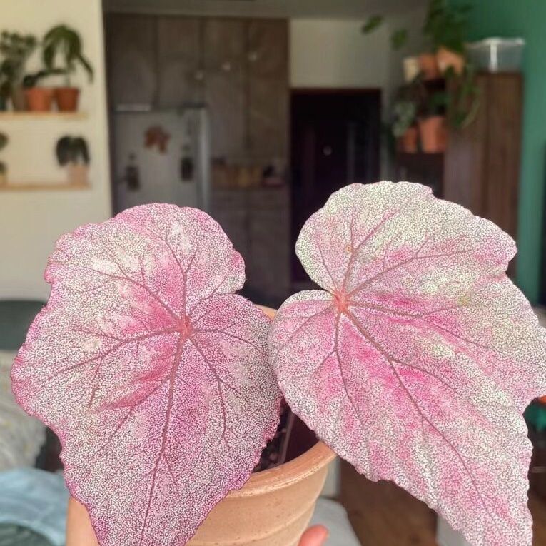 pink begonia​