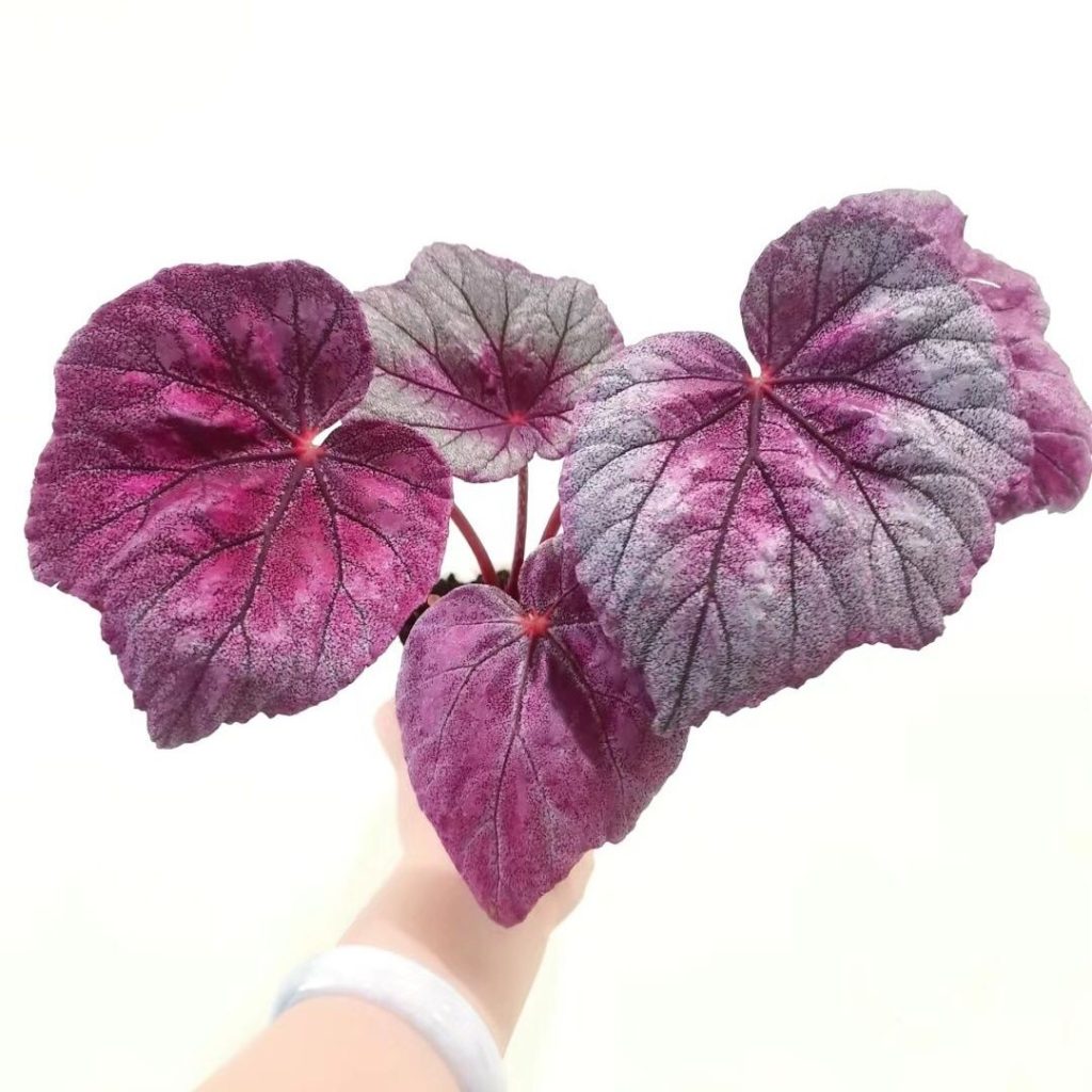 pink begonia​