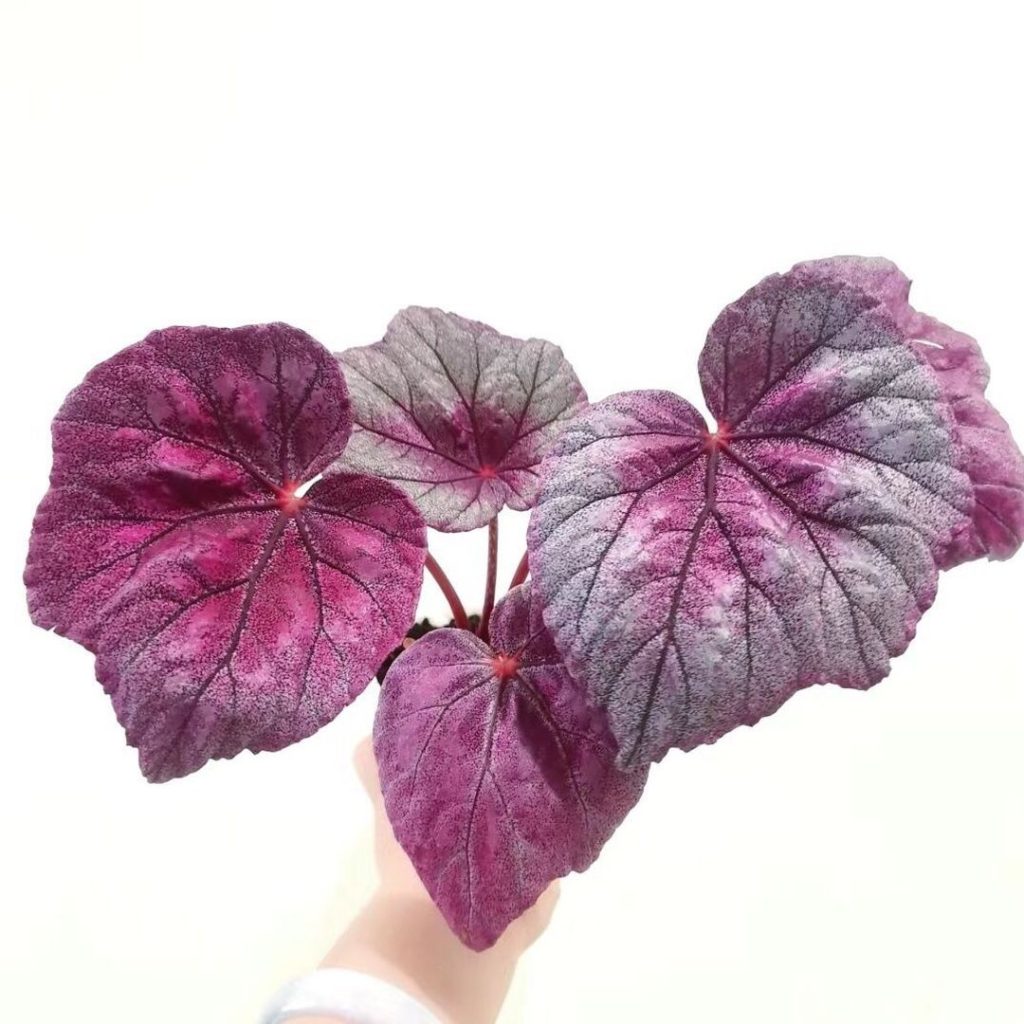 pink begonia​