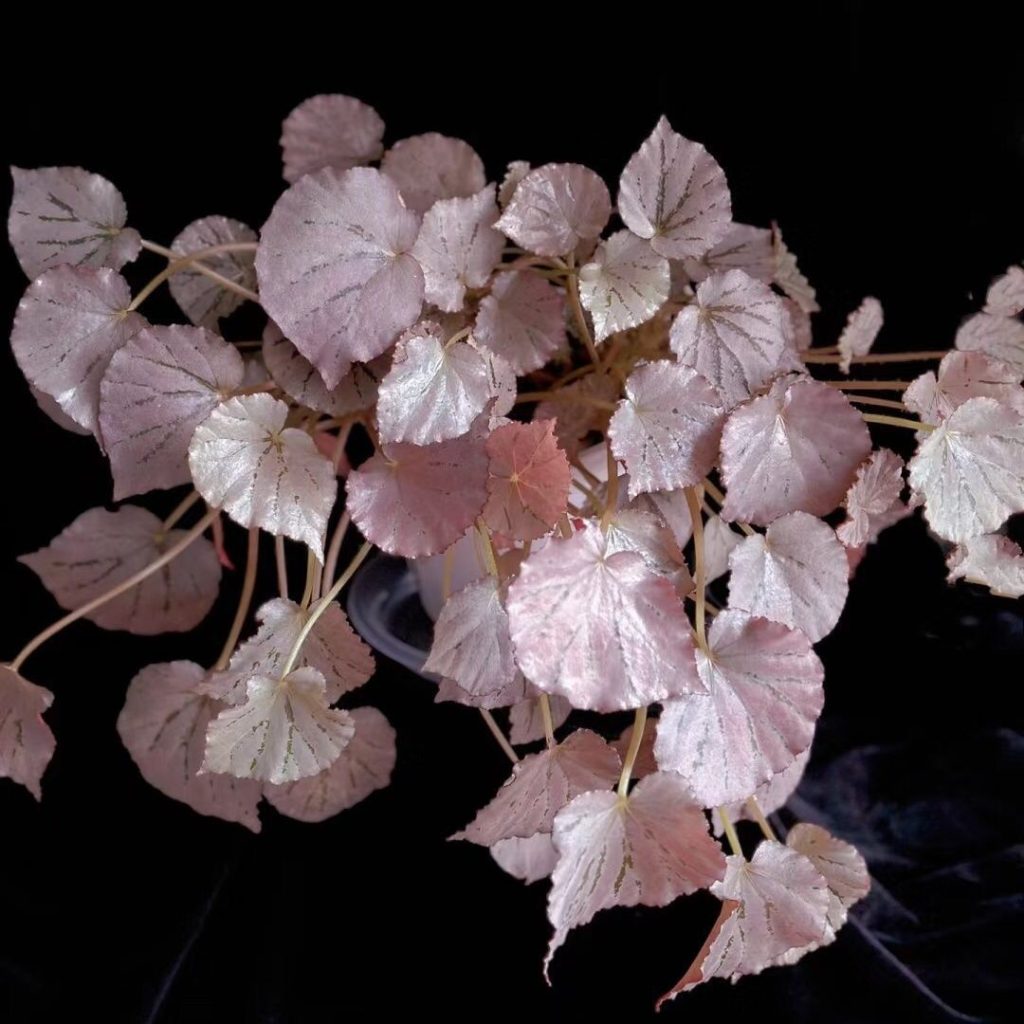 pink begonia​