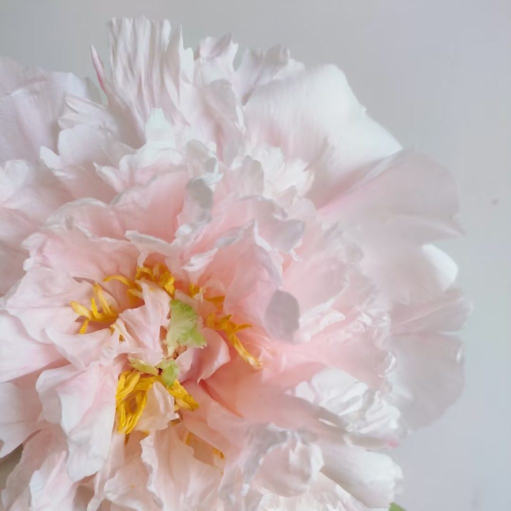 pink peonies​-10-Zhaofen Tree Peony