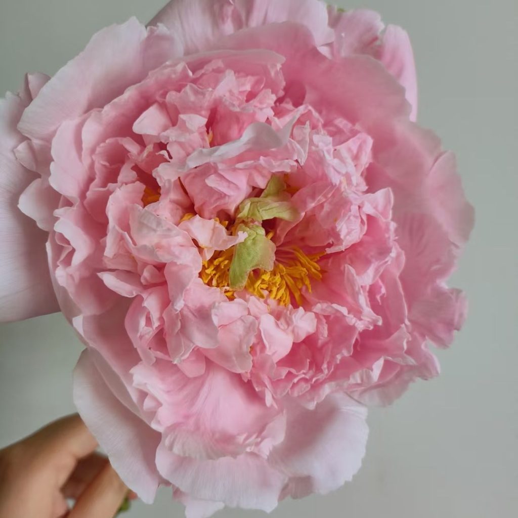 pink peonies​-11-Zhaofen Tree Peony