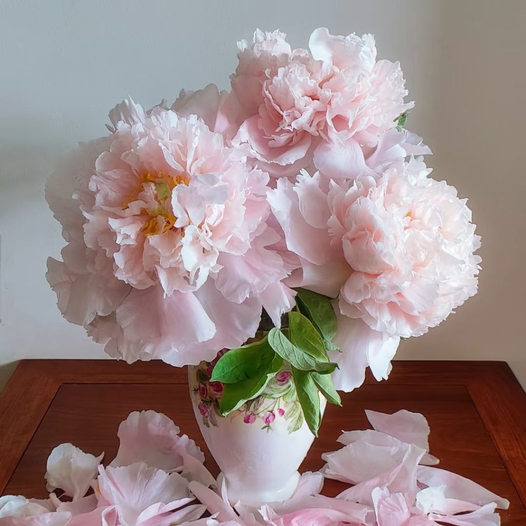 pink peonies​-12-Zhaofen Tree Peony