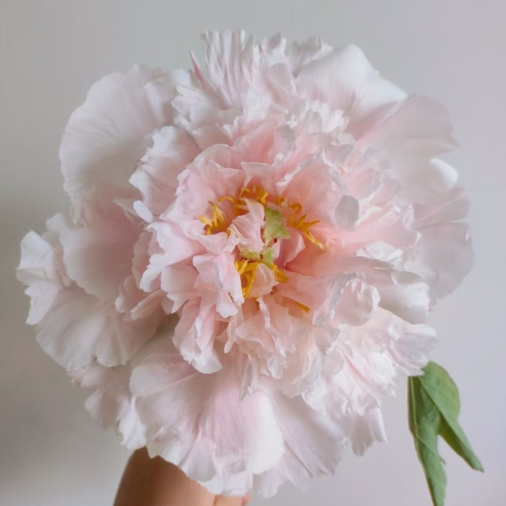 pink peonies​-13-Zhaofen Tree Peony