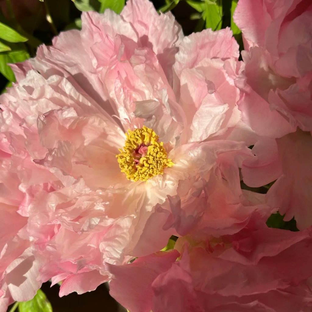 pink peonies​-14-Xugang Tree Peony