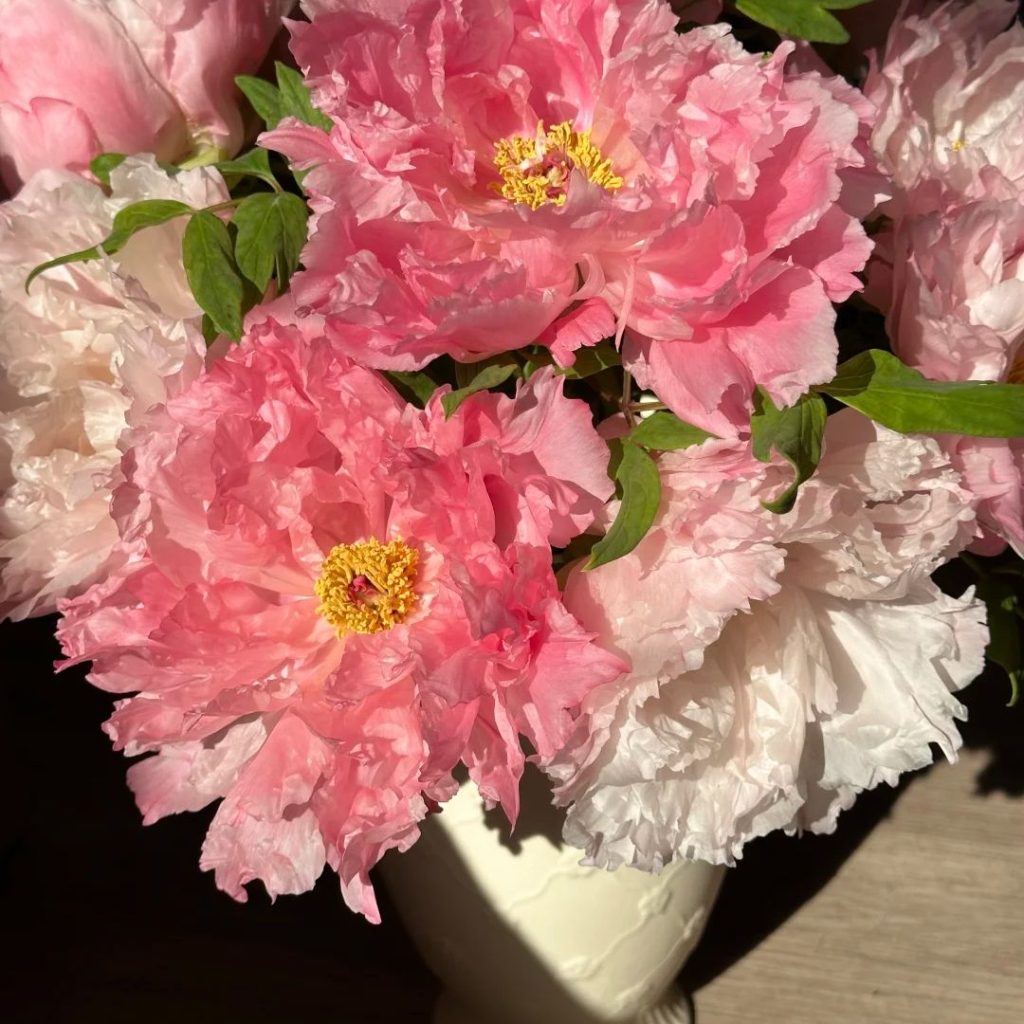 pink peonies​-14-Xugang Tree Peony