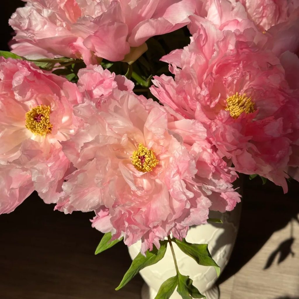 pink peonies​-17-Xugang Tree Peony