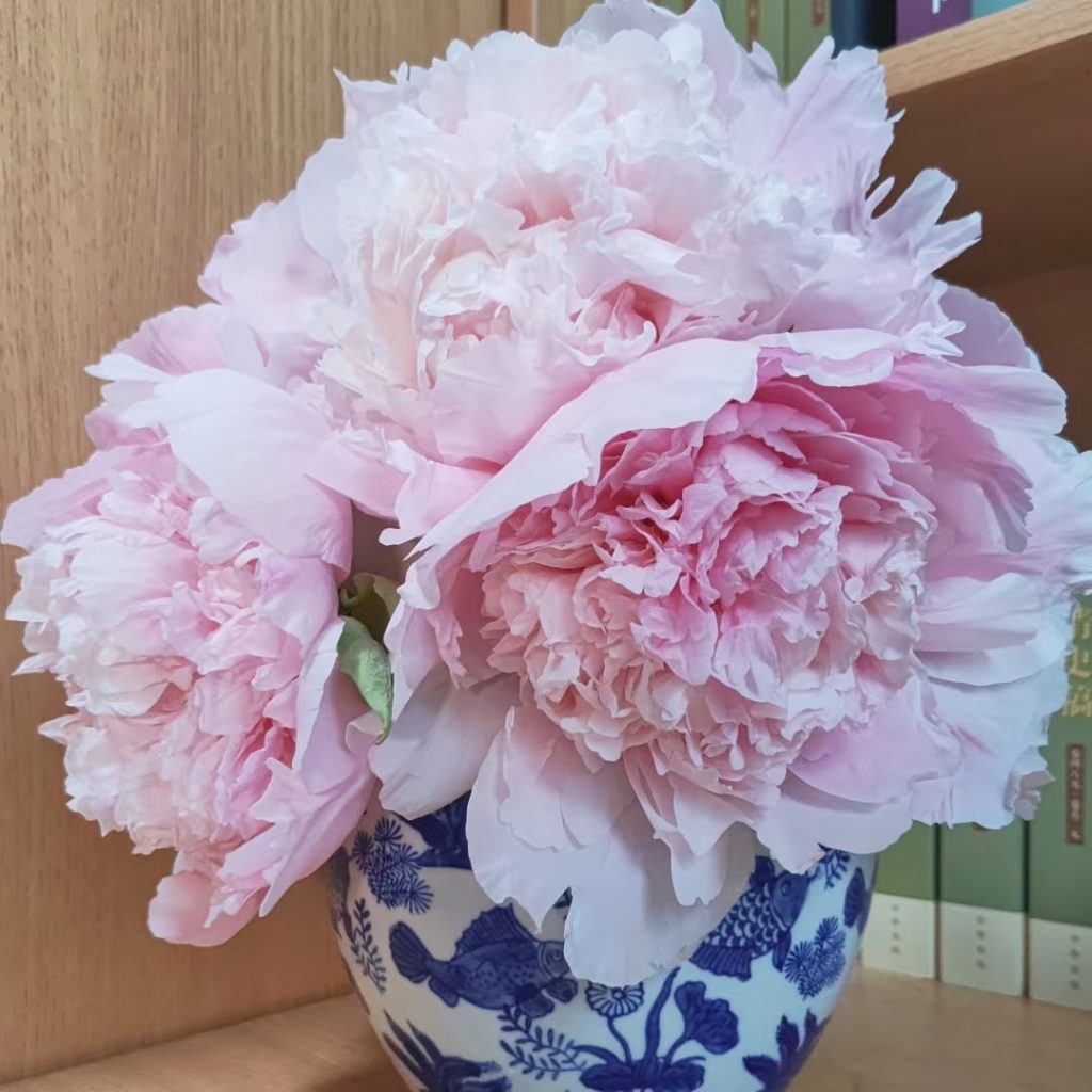 pink peonies​-19-Zhaofen Tree Peony