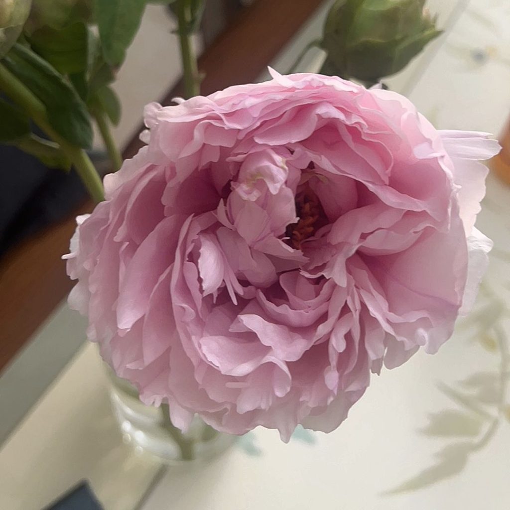 pink peonies