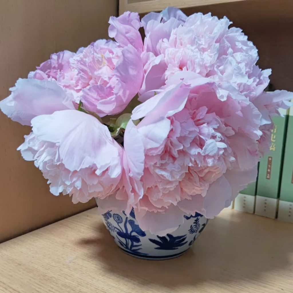 pink peonies​-22-Zhaofen Tree Peony