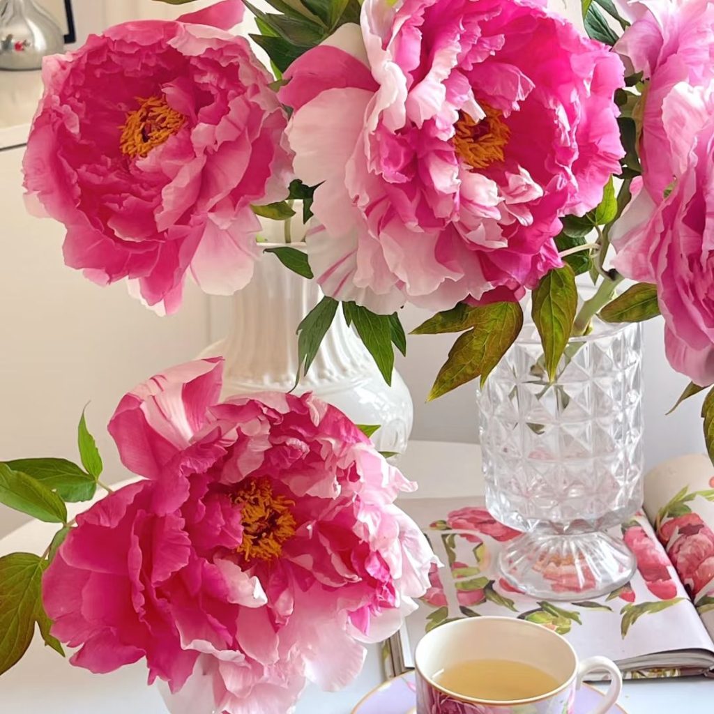 pink peonies​-25-Shima Nishiki Tree Peony